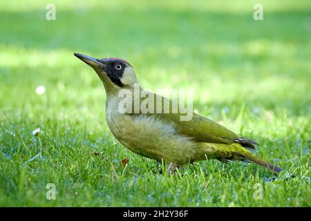 Europäischer Grünspecht am Morgen auf dem Gras (Picus viridis) Stockfoto