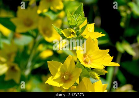 Gepunktete Loosestrife (lysimachia punctata), Nahaufnahme der obersten gelben Blüten der Pflanze, die sich in der Sommersonne sonnt. Stockfoto
