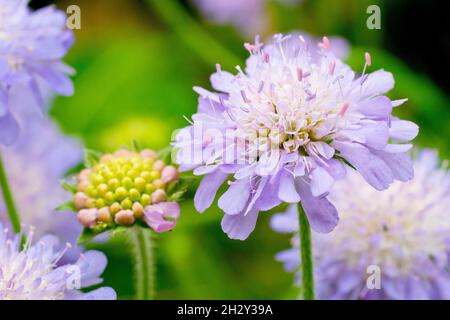 Field Scabious (knautia arvensis), auch bekannt als Zigeunerrose, Nahaufnahme eines vollständig offenen Blütenkopfes, der unter anderem wächst. Stockfoto