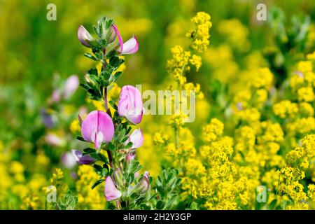 Der Restharrow (onis repens), Nahaufnahme eines aufrecht blühenden Astes der niedrig wachsenden Pflanze vor dem Hintergrund von Lady's Bedstraw (galium verum). Stockfoto