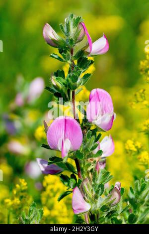 Der Restharrow (onis repens), Nahaufnahme eines aufrecht blühenden Astes der niedrig wachsenden Pflanze vor dem Hintergrund von Lady's Bedstraw (galium verum). Stockfoto