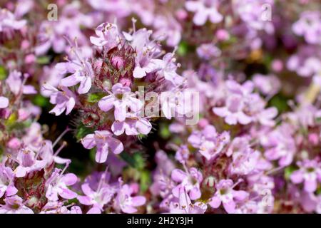 Wilder Thymian (Thymus praecox ssp. Arcticus oder Thymus drucei), Nahaufnahme eines einzigen engen Blütenkopfes der winzigen rosa Blüten der mattenbildenden Pflanze. Stockfoto