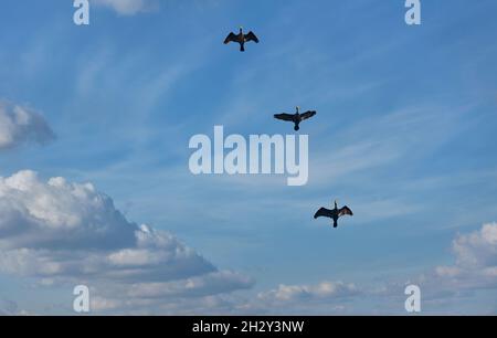 Drei schwarze Reiher fliegen im blau bewölkten Himmel. Flauschige Wolken halten sie in Gesellschaft. Stockfoto