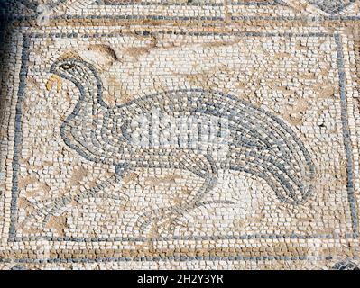 Bodenmosaik mit einem Vogel im Haus Eustolius, Kourion, Republik Zypern Stockfoto