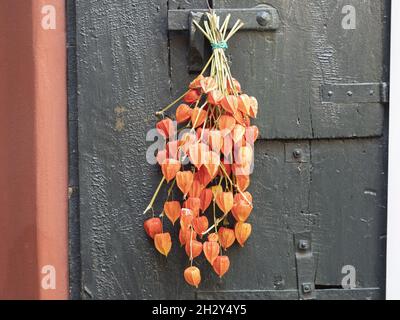 Bunte Beeren von Physalis alkekengi bekannt als chinesische Laternen.Dekoration für halloween-Nacht. Stockfoto