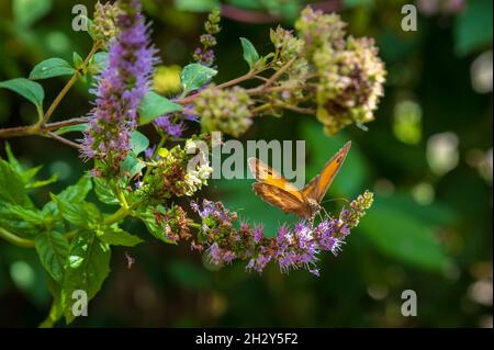 Der Torwartschmetterling auf Blume, auch bekannt als Hedge Brown, ist ein goldener und orangefarbener Schmetterling. Pyronia Tithonus. Stockfoto