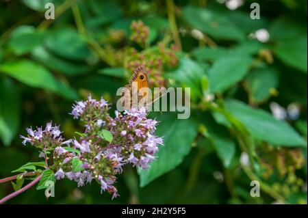 Der Torwartschmetterling auf Blume, auch bekannt als Hedge Brown, ist ein goldener und orangefarbener Schmetterling. Pyronia Tithonus. Stockfoto