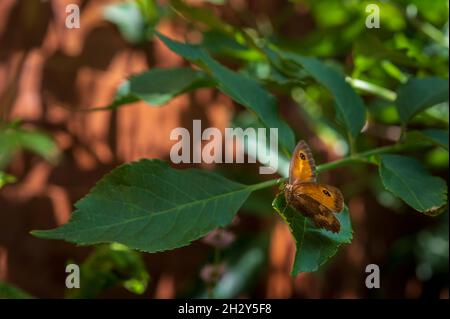 Der Torwartschmetterling auf dem Blatt, auch bekannt als Hedge Brown, ist ein goldener und orangefarbener Schmetterling. Pyronia Tithonus. Stockfoto