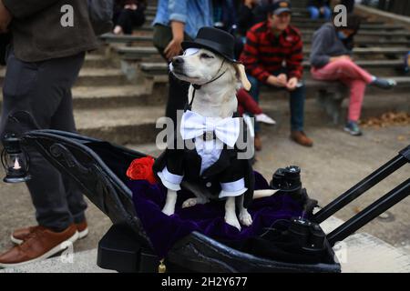 New York, N.Y/USA – 23. Oktober 2021: Ein Hund in Kostüm während der 31. Tompkins Square Halloween Hundeparade. Quelle: Gordon Donovan/Alamy Live News Stockfoto