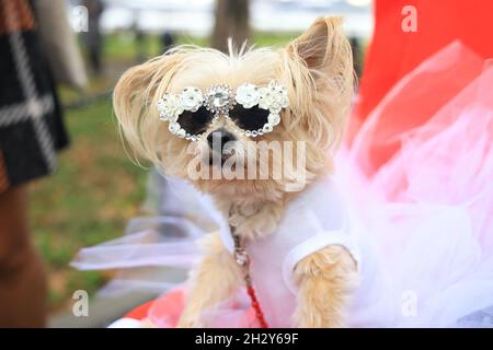 New York, N.Y/USA – 23. Oktober 2021: Ein Hund in Kostüm während der 31. Tompkins Square Halloween Hundeparade. Quelle: Gordon Donovan/Alamy Live News Stockfoto