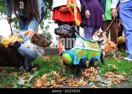 New York, N.Y/USA – 23. Oktober 2021: Ein Hund in Kostüm während der 31. Tompkins Square Halloween Hundeparade. Quelle: Gordon Donovan/Alamy Live News Stockfoto
