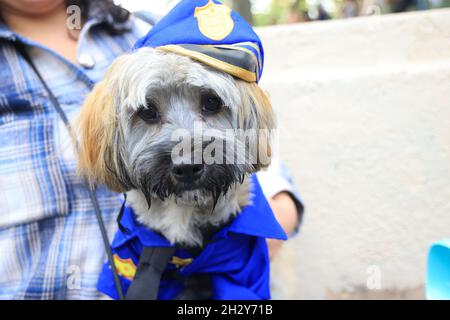 New York, N.Y/USA – 23. Oktober 2021: Ein Hund in Kostüm während der 31. Tompkins Square Halloween Hundeparade. Quelle: Gordon Donovan/Alamy Live News Stockfoto