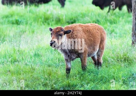 Baby Bison, der im Regen durch üppiges grünes Gras zur Kamera läuft, während andere Bison teilweise im Hintergrund zu sehen sind Stockfoto