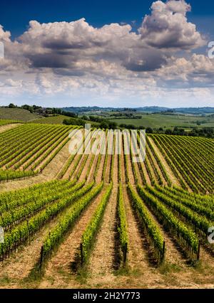 Weinberg-Hügel Stockfoto