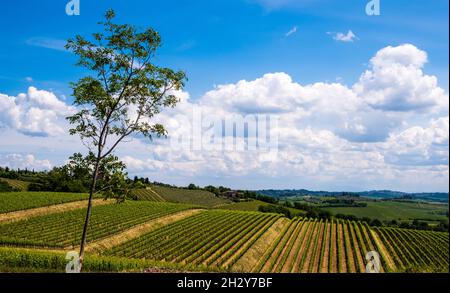 Weinberg-Hügel Stockfoto