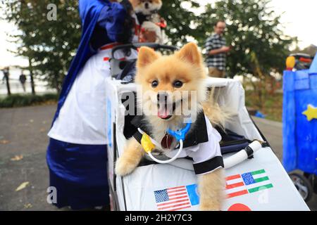 New York, N.Y/USA – 23. Oktober 2021: Ein Hund in Kostüm während der 31. Tompkins Square Halloween Hundeparade. Quelle: Gordon Donovan/Alamy Live News Stockfoto