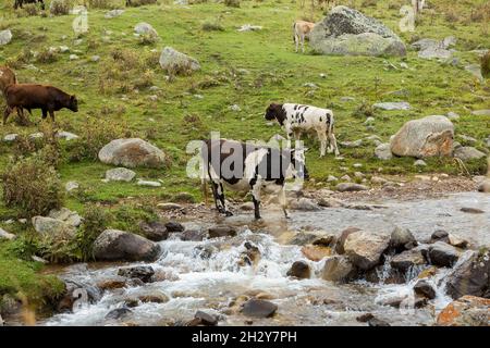 Herde Kühe grasen in einer hohen Bergschlucht und trinken Wasser aus dem Fluss Stockfoto