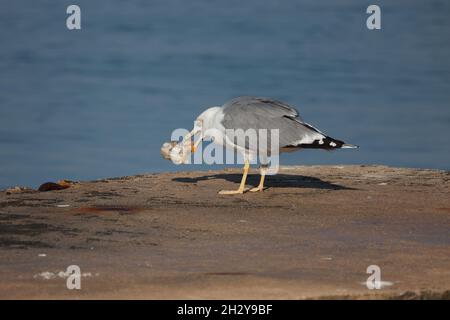 Die Möwe, die ein Stück Fleisch ausstachelte Stockfoto