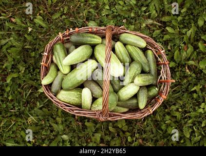 Frische reife Gurken im alten Korb Stockfoto