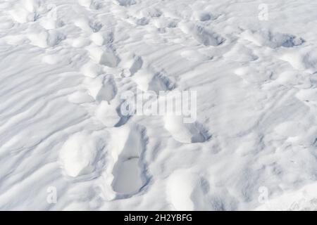 Menschliche Schritte nach dem Sturz von frischem, weißem Schnee. Konzept Stockfoto