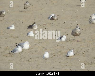 Die grauen und weißen Möwen am Sandstrand von Zandvoort, Niederlande Stockfoto