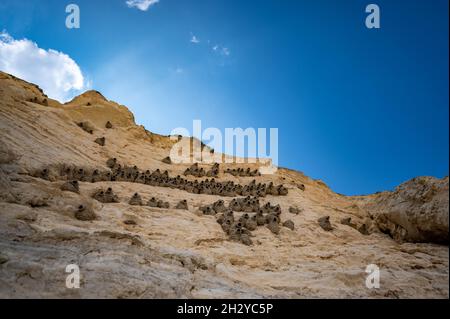 In die Felswand von Monument Rocks im ländlichen Kansas, USA, integrierte Schlammhäuser von Cliff Swallow Stockfoto