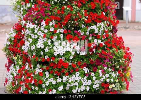 Oliver's Touch Me Not Impatiens sodenii Stockfoto