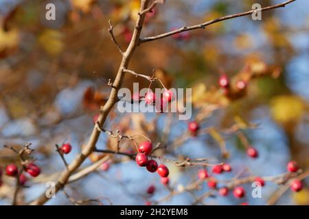 Weißdorn verzweigt sich mit den reifenden leuchtend orangefarbenen Beeren, eine Nahaufnahme horizontal. Rosaceae Famiiy. Crataegus. Wunderschöne, unscharfe Hintergrundkulisse mit Hahnentor Stockfoto