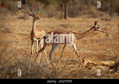 Gerenuk - Litocranius walleri auch Giraffengazelle, langhalsige Antilope in Afrika, langer, schlanker Hals und Gliedmaßen, die während der Fütterung auf Hinterbeinen stehen Stockfoto