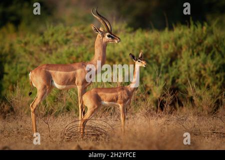 Gerenuk - Litocranius walleri auch Giraffengazelle, langhalsige Antilope in Afrika, langer, schlanker Hals und Gliedmaßen, die während der Fütterung auf Hinterbeinen stehen Stockfoto