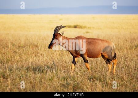 Coastal Topi - Damaliscus lunatus, eine hochsoziale Antilope, Unterart des gewöhnlichen Zessebes, kommt in Kenia vor, früher in Somalia, aus rötlichen Augenbrauen Stockfoto