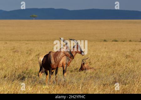 Coastal Topi - Damaliscus lunatus, eine hochsoziale Antilope, Unterart des gewöhnlichen Zessebes, kommt in Kenia vor, früher in Somalia, aus rötlichen Augenbrauen Stockfoto