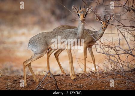 Kirks Dik-dik - Madoqua kirkii kleine braune Antilope aus Ostafrika und eine von vier Arten von dik-dik-Antilope, große Augen kleine Hörner großes Ohr Stockfoto