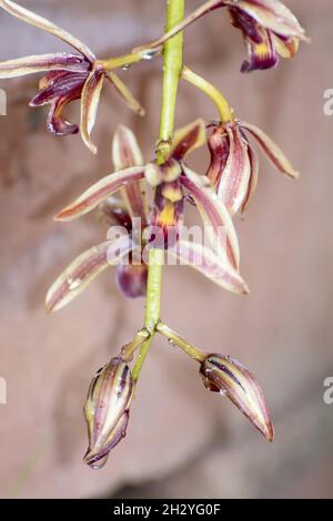 Eine Nahaufnahme von Cymbidium aloifolium mit der Verbreitung von Arten in Südostasien. Epiphytische Orchidee Stockfoto