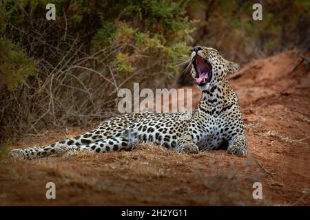 Leopard - Panthera pardus, große gefleckte gelbe Katze in Afrika, Gattung Panthera Katzenfamilie Felidae, Sonnenuntergang oder Sonnenaufgang Porträt im Busch neben dem dus Stockfoto