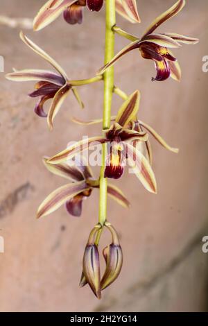 Eine Nahaufnahme von Cymbidium aloifolium mit der Verbreitung von Arten in Südostasien. Epiphytische Orchidee Stockfoto