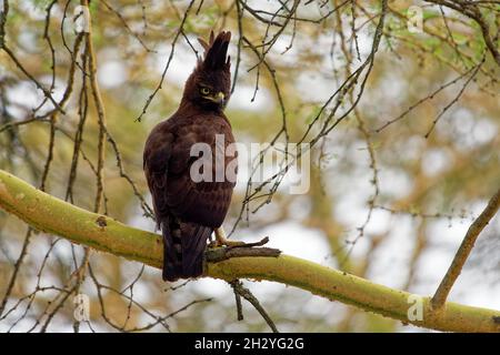 Langkappenadler - Lophaetus occipitalis Afrikanischer Greifvogel in der Familie Accipitridae, dunkelbrauner Vogel mit langem, zotteligen Kamm, der auf dem Ast sitzt, Stockfoto