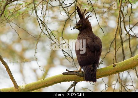 Langkappenadler - Lophaetus occipitalis Afrikanischer Greifvogel in der Familie Accipitridae, dunkelbrauner Vogel mit langem, zotteligen Kamm, der auf dem Ast sitzt, Stockfoto