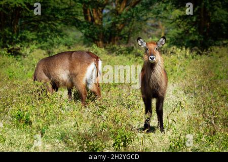 Defassa Waterbuck - Kobus ellipsiprymnus defassa große Antilope, die in Afrika südlich der Sahara vorkommt, Familie Bovidae, Unterart defassa im Nakuru nationa-See Stockfoto