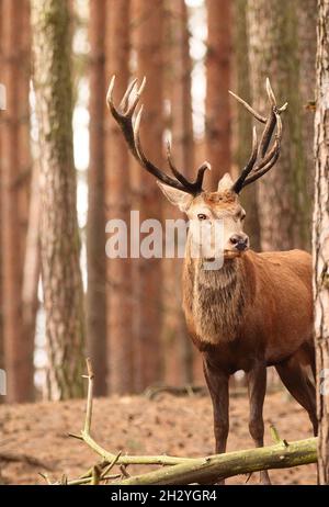 Schorfheide, Deutschland. Oktober 2021. 11.10.2021, Schorfheide. Ein Rothirsch (Cervus elaphus) wohnt in seinem geräumigen und natürlich gestalteten Gehege im Schorfheide Game Park nördlich von Berlin. Quelle: Wolfram Steinberg/dpa Quelle: Wolfram Steinberg/DPA/dpa/Alamy Live News Stockfoto