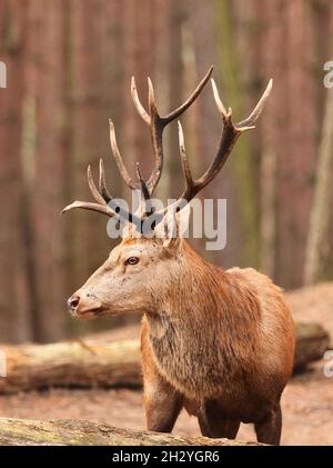 Schorfheide, Deutschland. Oktober 2021. 11.10.2021, Schorfheide. Ein Rothirsch (Cervus elaphus) wohnt in seinem geräumigen und natürlich gestalteten Gehege im Schorfheide Game Park nördlich von Berlin. Quelle: Wolfram Steinberg/dpa Quelle: Wolfram Steinberg/DPA/dpa/Alamy Live News Stockfoto