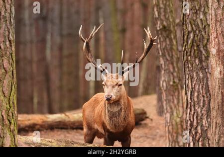 Schorfheide, Deutschland. Oktober 2021. 11.10.2021, Schorfheide. Ein Rothirsch (Cervus elaphus) wohnt in seinem geräumigen und natürlich gestalteten Gehege im Schorfheide Game Park nördlich von Berlin. Quelle: Wolfram Steinberg/dpa Quelle: Wolfram Steinberg/DPA/dpa/Alamy Live News Stockfoto