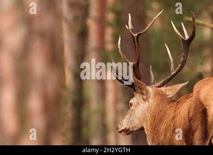 Schorfheide, Deutschland. Oktober 2021. 11.10.2021, Schorfheide. Ein Rothirsch (Cervus elaphus) wohnt in seinem geräumigen und natürlich gestalteten Gehege im Schorfheide Game Park nördlich von Berlin. Quelle: Wolfram Steinberg/dpa Quelle: Wolfram Steinberg/DPA/dpa/Alamy Live News Stockfoto