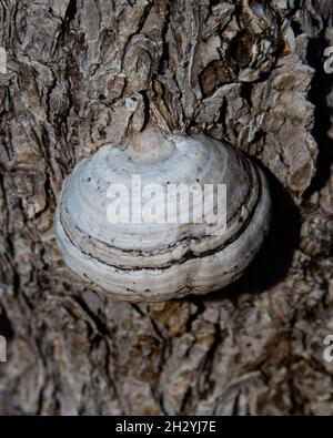 Ein Zunder-Conk-Pilz, Fomes fomentarius, wächst auf der Rinde eines Ahornbaums in den Adirondack Mountains, NY Stockfoto