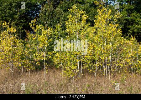 Zitternde Espenbäume, färbende Farbe, Frühherbst (Populus tremuloides), Nordamerika, von James D. Coppinger/Dembinsky Photo Assoc Stockfoto