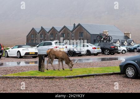 Deer in Kingshouse Hotel Autoparkplatz, Glencoe, Schottland, Großbritannien Stockfoto