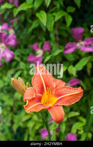 Nahaufnahme von Day Lily Hemerocallis fulva mit orange-braunen Blüten gegen grüne Blätter eine krautige Staude, die halb immergrün und voll winterhart ist Stockfoto
