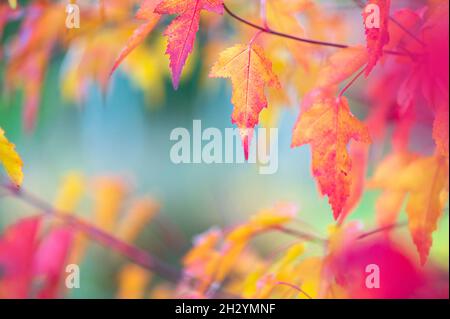 Blätter von Amur Maple oder Acer Ginnala in Herbstfarben mit Bokeh Hintergrund, selektiver Fokus, flacher DOF Stockfoto