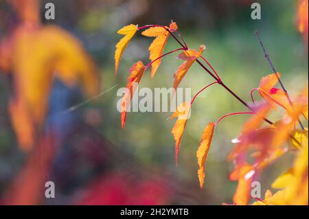 Blätter von Amur Maple oder Acer Ginnala in Herbstfarben mit Bokeh Hintergrund, selektiver Fokus, flacher DOF Stockfoto