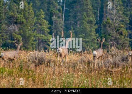 Auf einem Hügel mit Kiefern im Hintergrund grasen Maultierhirsche. Stockfoto